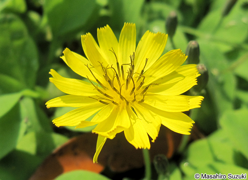 イワニガナ（ジシバリ） Ixeris stolonifera