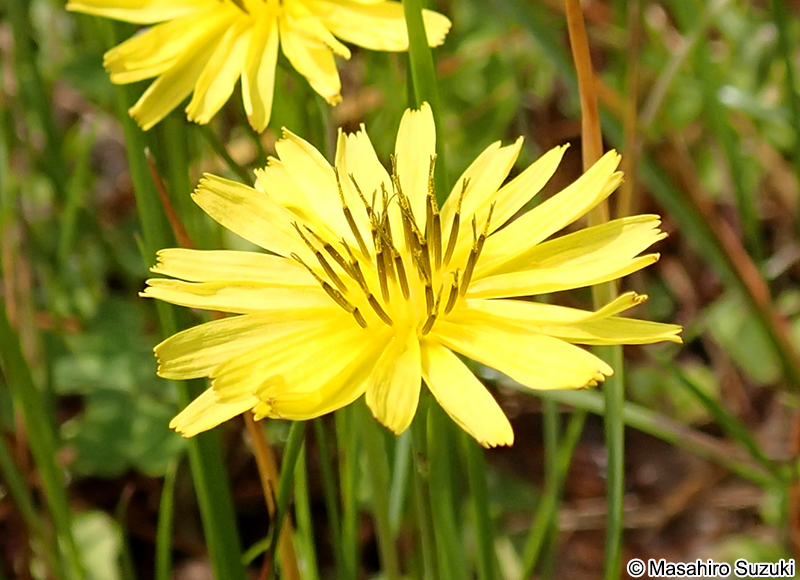 イワニガナ（ジシバリ） Ixeris stolonifera