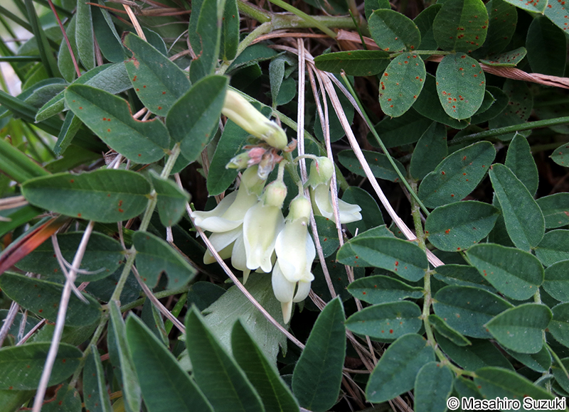 イワオウギ Hedysarum vicioides subsp. japonicum