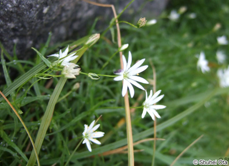 イワツメクサ Stellaria nipponica