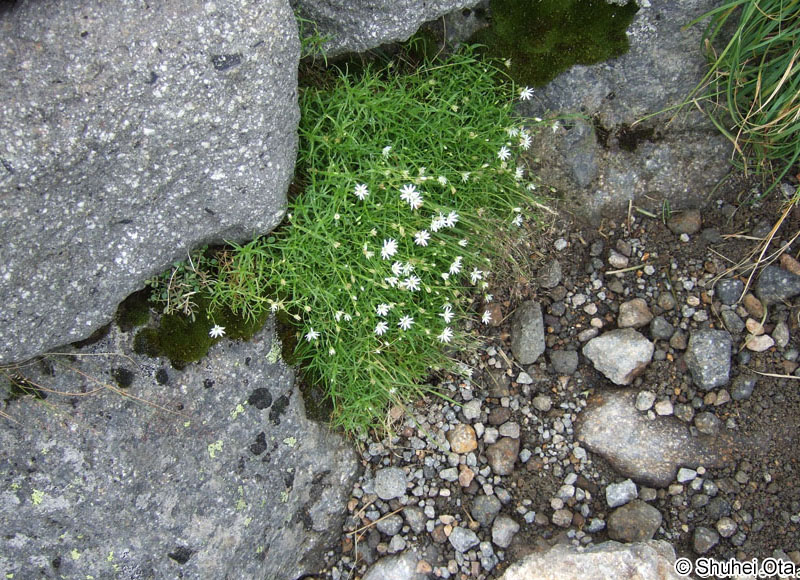 イワツメクサ Stellaria nipponica