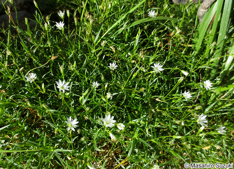 イワツメクサ Stellaria nipponica