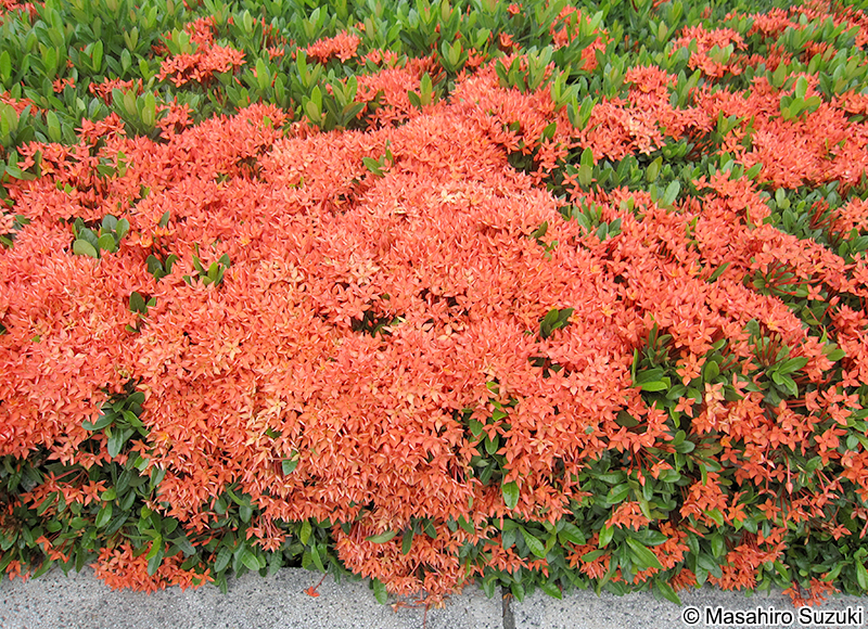 サンタンカ Ixora
