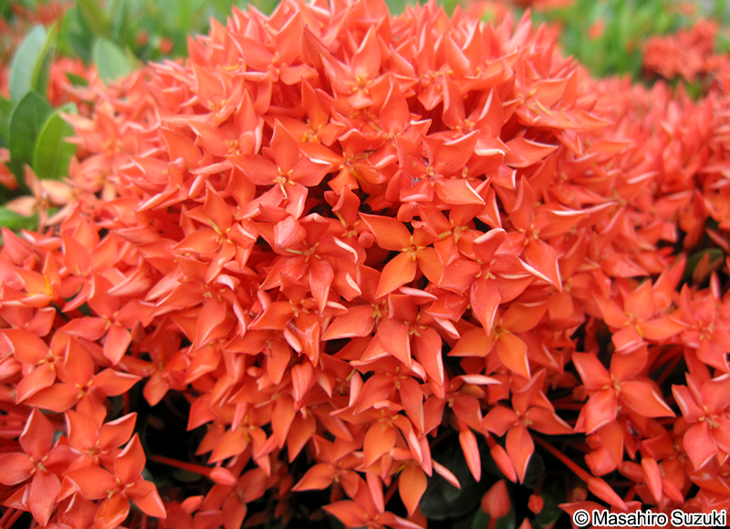 サンタンカ Ixora