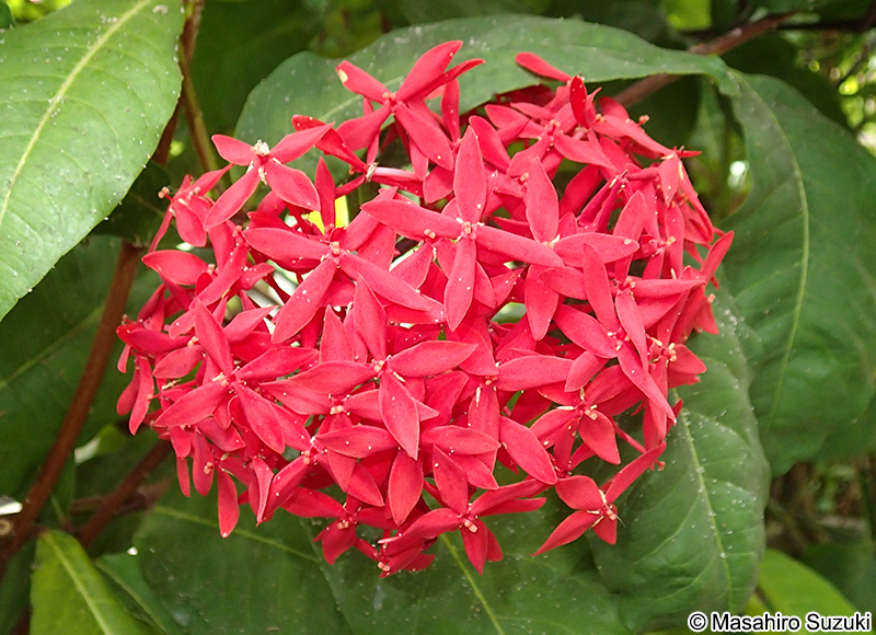 サンタンカ Ixora