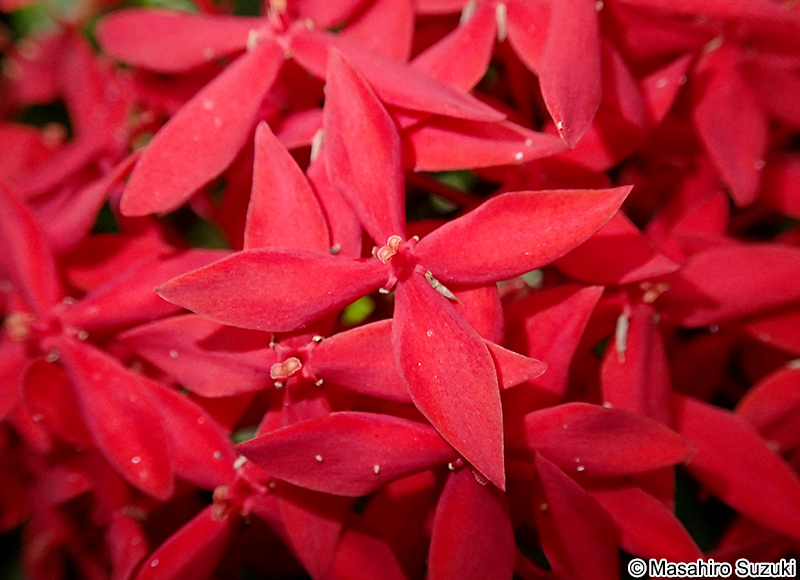 サンタンカ Ixora