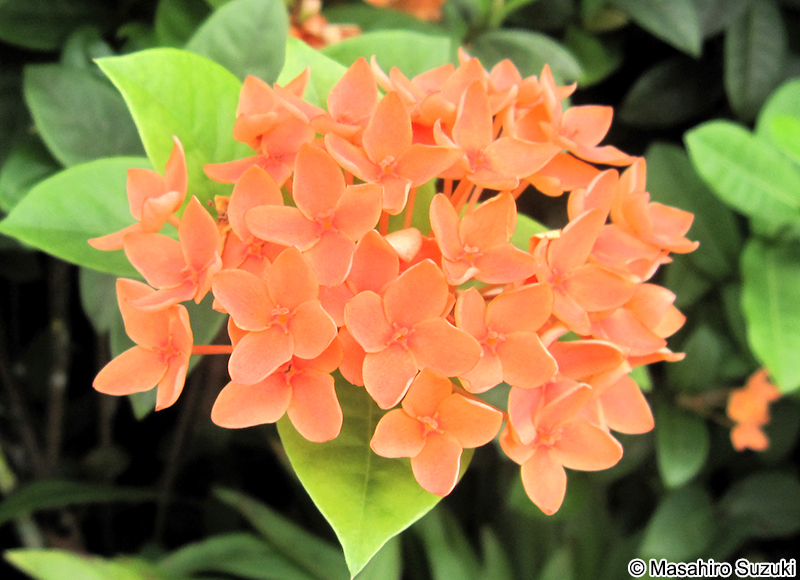サンタンカ Ixora