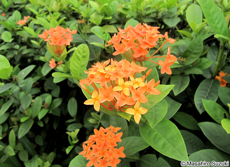 サンタンカ Ixora