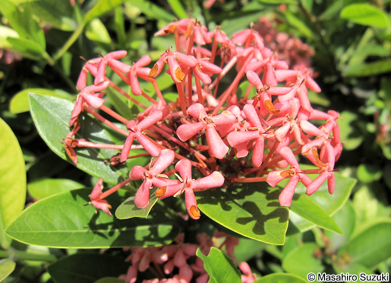 サンタンカ Ixora