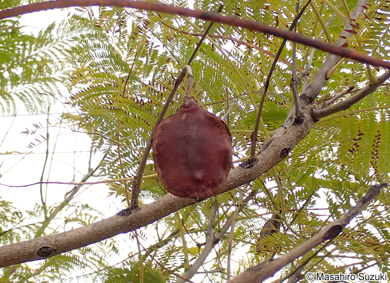 ジャカランダ（キリモドキ属の1種） Jacaranda sp.