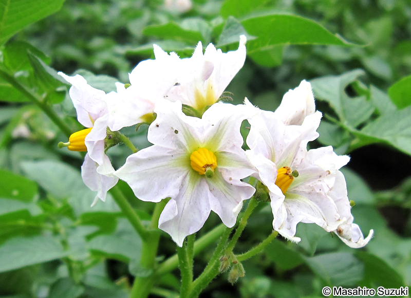ジャガイモ Solanum tuberosum