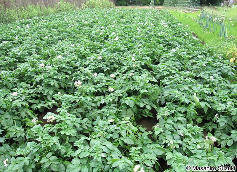 ジャガイモ Solanum tuberosum