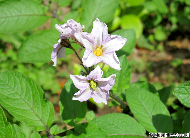 ジャガイモの花