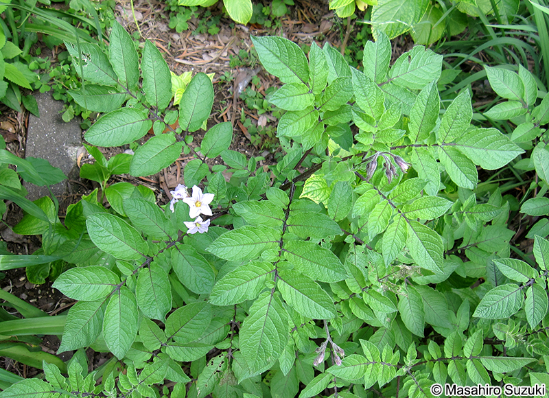 ジャガイモ Solanum tuberosum