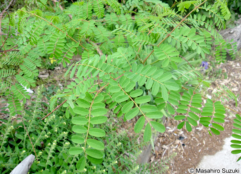ジャケツイバラ Caesalpinia decapetala var. japonica