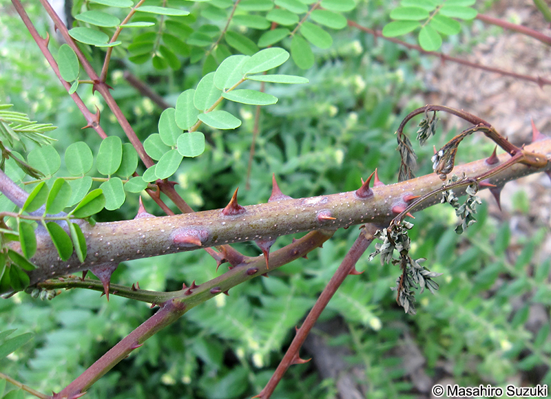 ジャケツイバラ Caesalpinia decapetala var. japonica