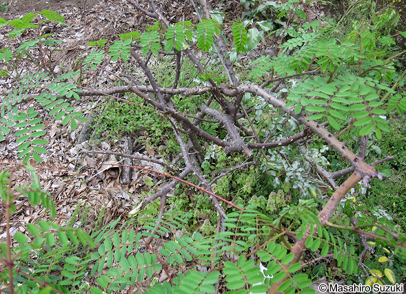 ジャケツイバラ Caesalpinia decapetala var. japonica