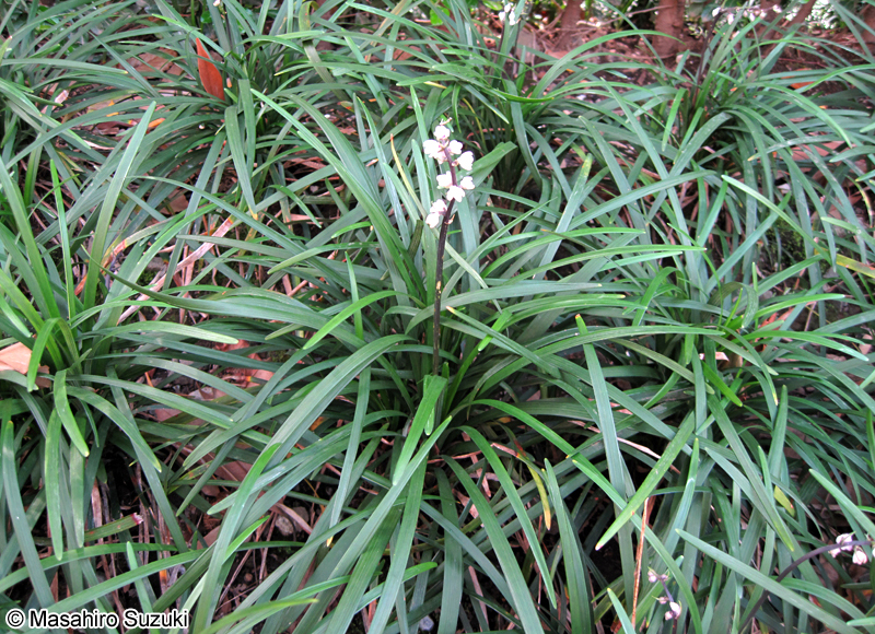 ジャノヒゲ Ophiopogon japonicus