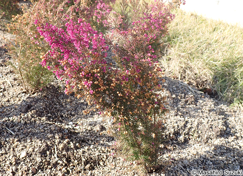 ジャノメエリカ Erica canaliculata