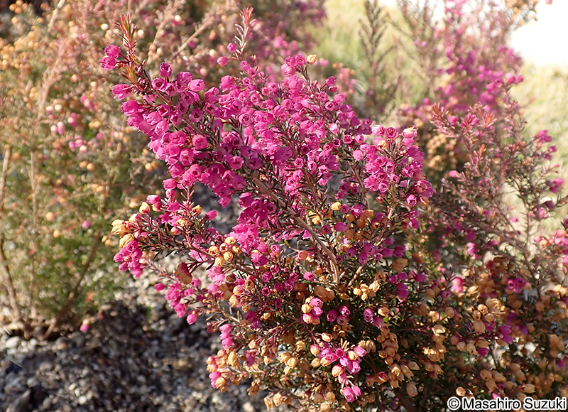 ジャノメエリカ Erica canaliculata