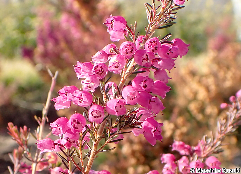 ジャノメエリカ Erica canaliculata