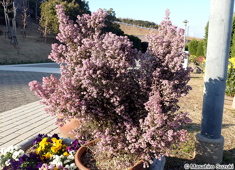 ジャノメエリカ Erica canaliculata