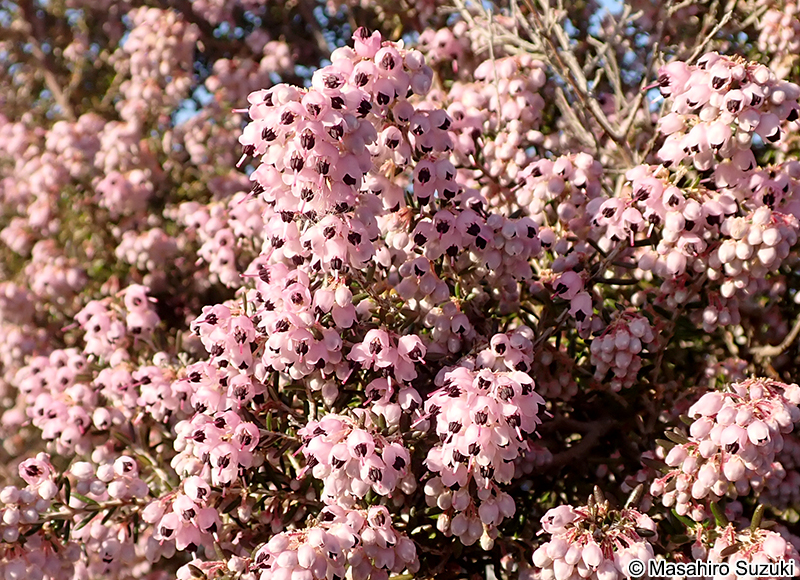 ジャノメエリカ Erica canaliculata