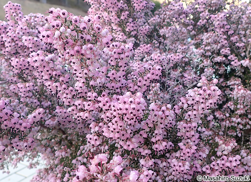 ジャノメエリカ Erica canaliculata