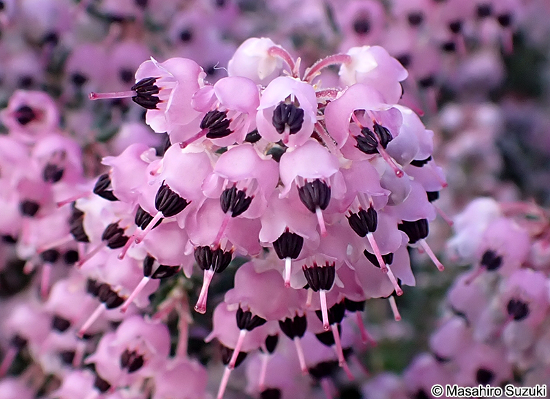 ジャノメエリカ Erica canaliculata