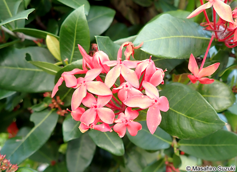 ジャワサンタンカ Ixora javanica