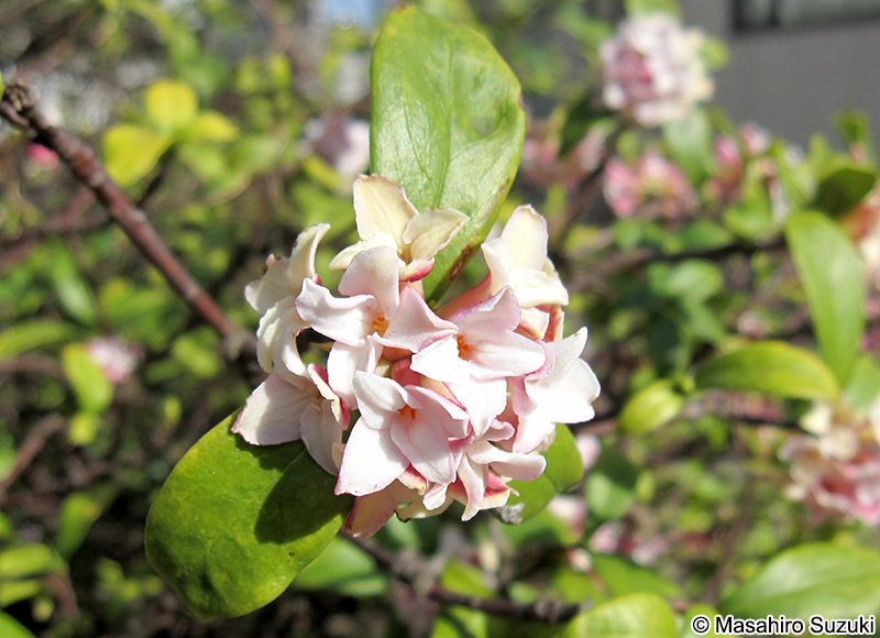 ジンチョウゲ Daphne odora