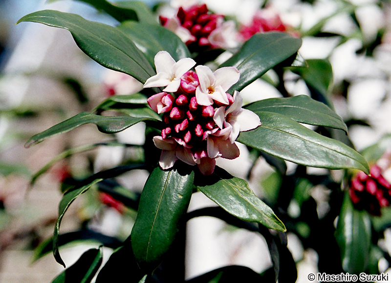 ジンチョウゲ Daphne odora