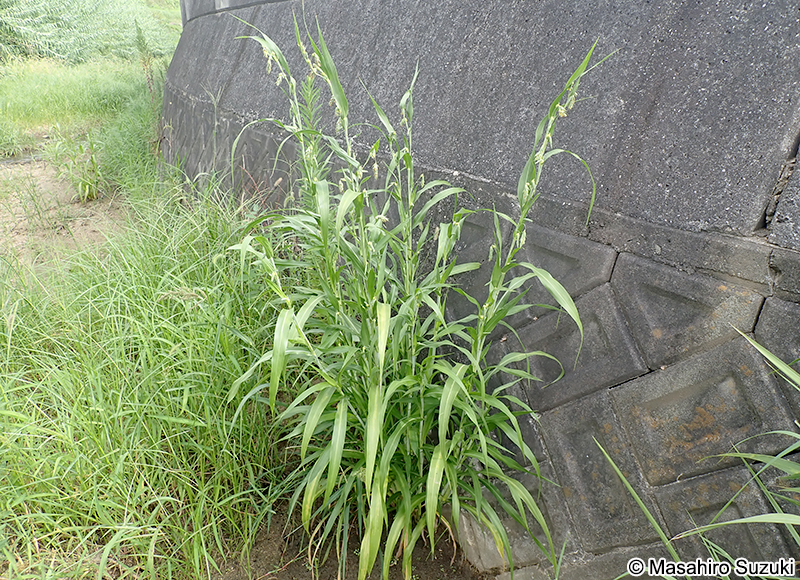 ジュズダマ Coix lacryma-jobi