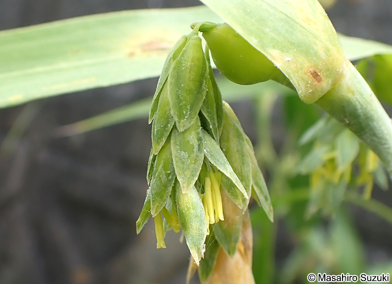 ジュズダマの花