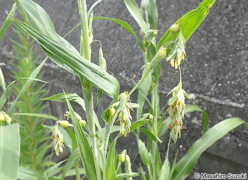 ジュズダマ Coix lacryma-jobi