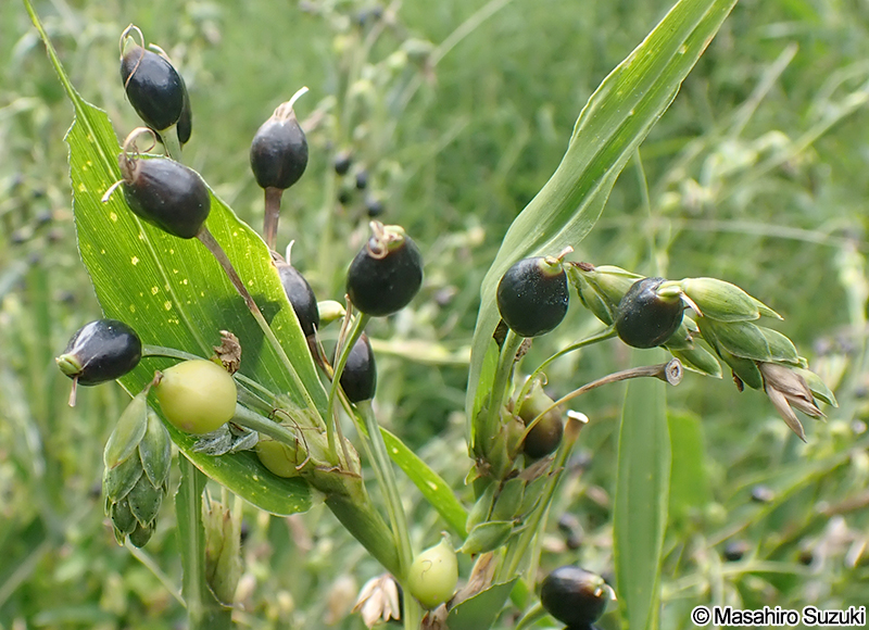 ジュズダマの果実