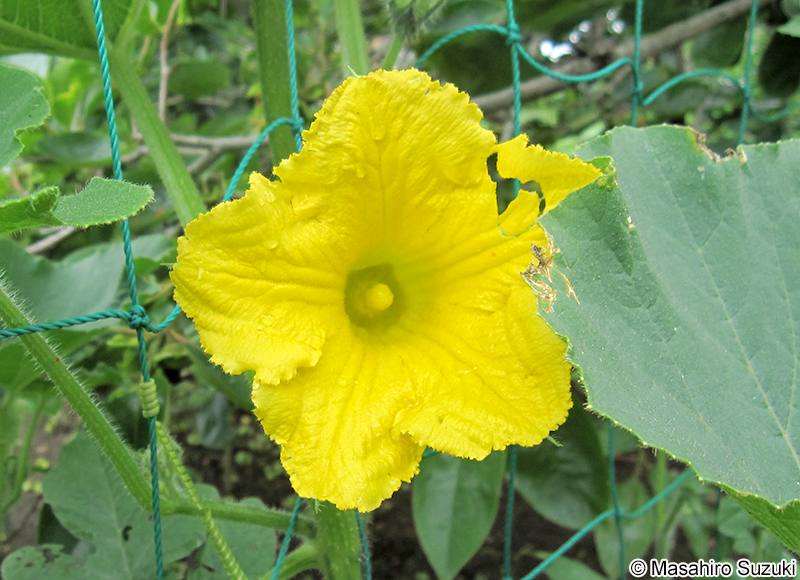 セイヨウカボチャ Cucurbita maxima
