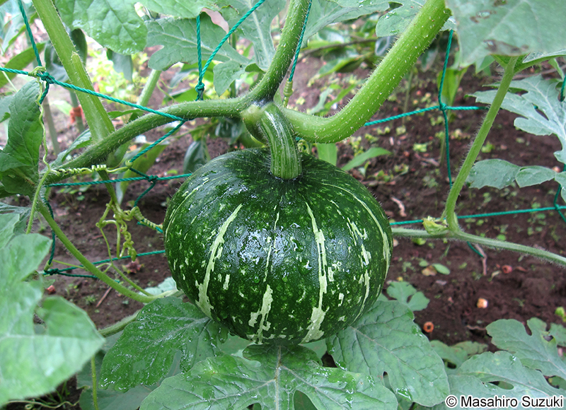 セイヨウカボチャ Cucurbita maxima