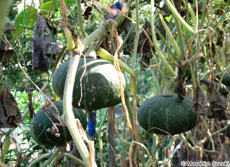セイヨウカボチャ Cucurbita maxima
