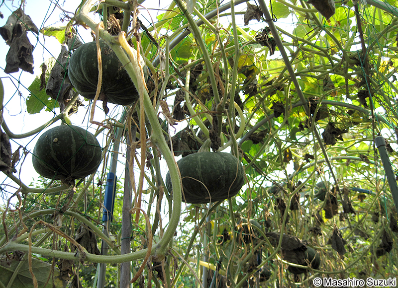 セイヨウカボチャ Cucurbita maxima