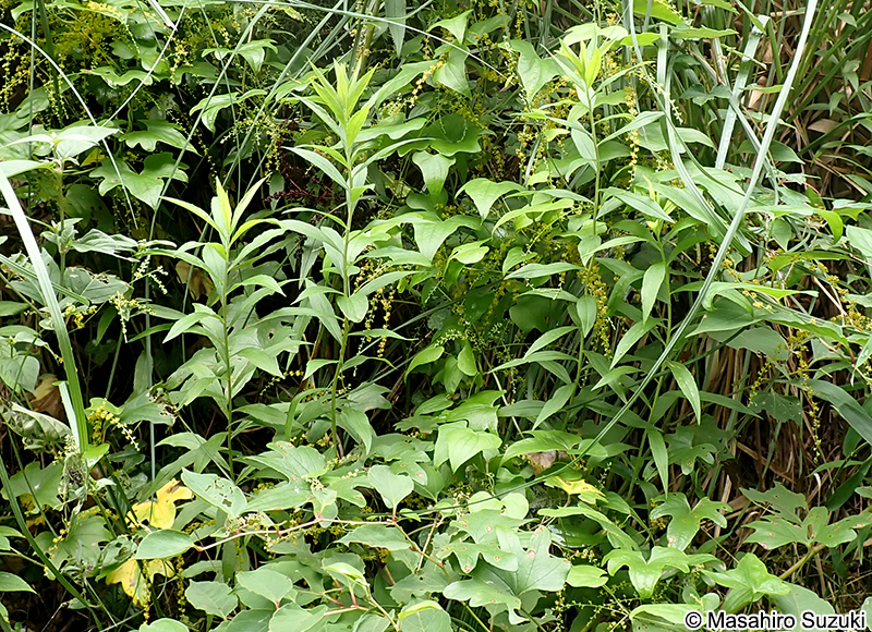 カエデドコロ Dioscorea quinquelobata