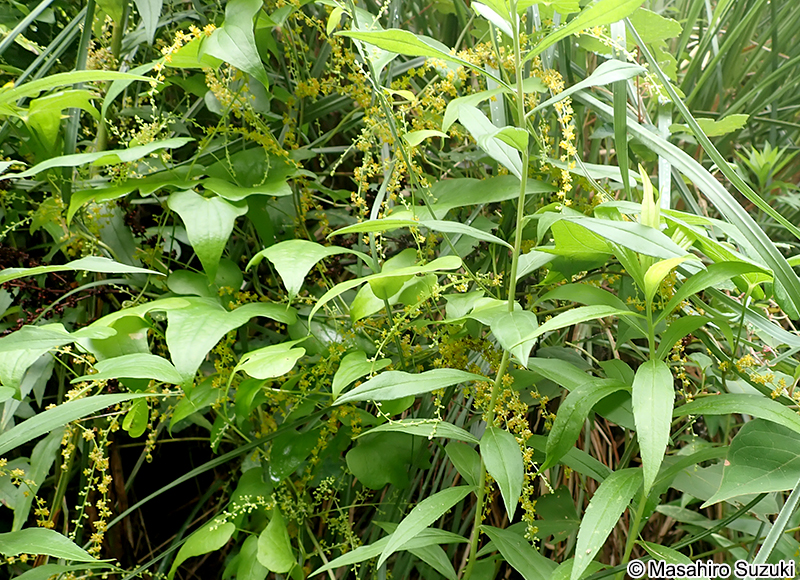 カエデドコロ Dioscorea quinquelobata