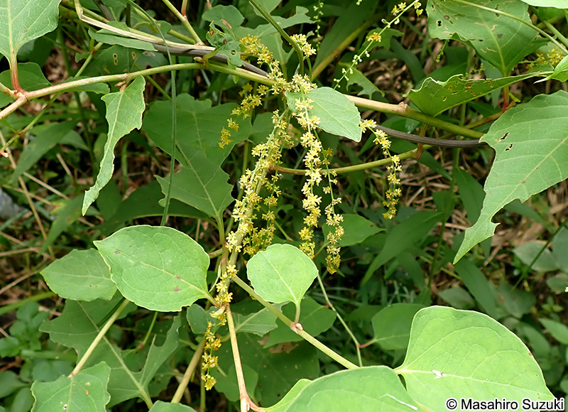 カエデドコロ Dioscorea quinquelobata