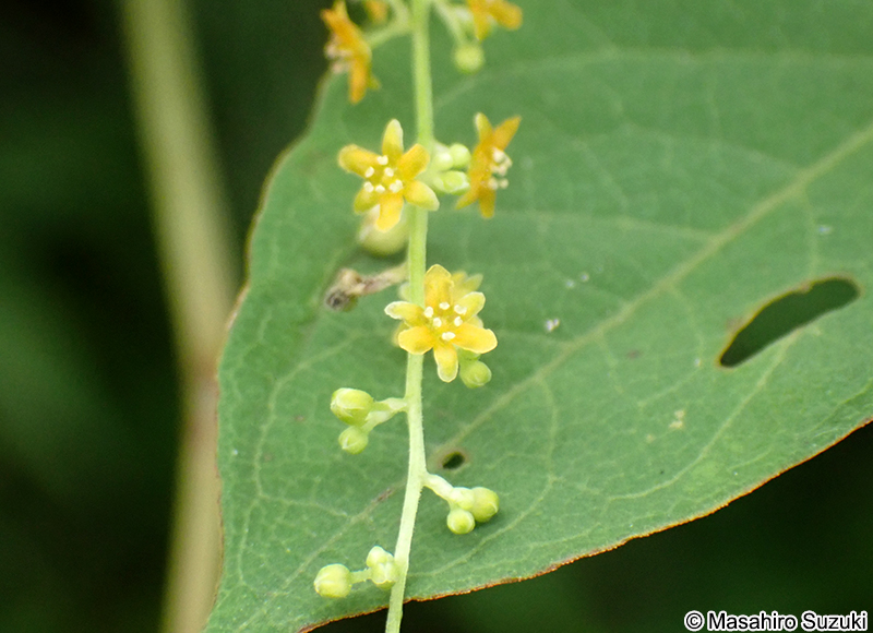 カエデドコロ Dioscorea quinquelobata