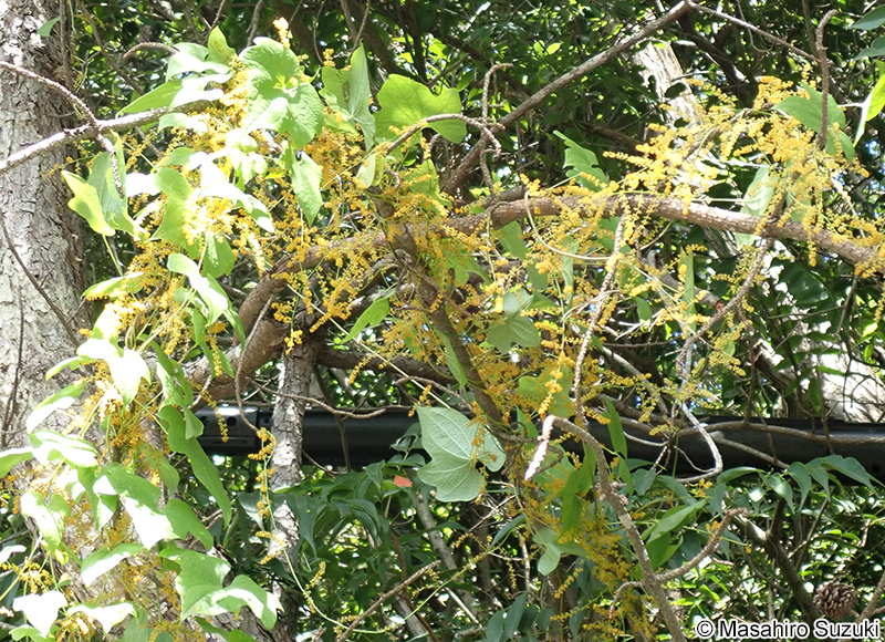 カエデドコロ Dioscorea quinquelobata