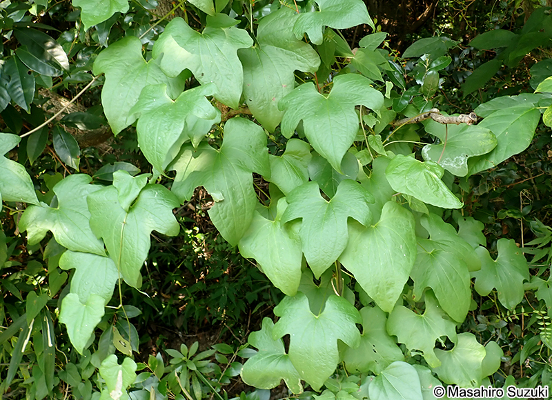 カエデドコロ Dioscorea quinquelobata