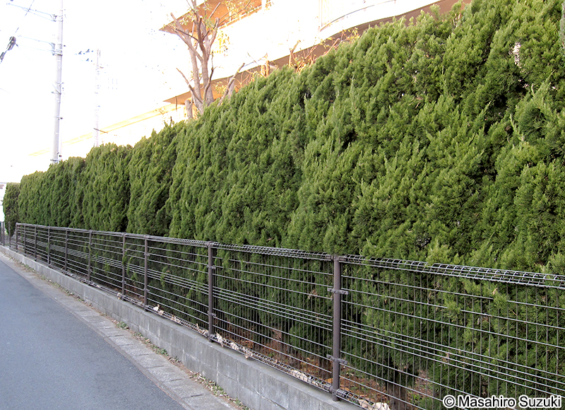 カイヅカイブキ Juniperus chinensis 'Kaizuka'