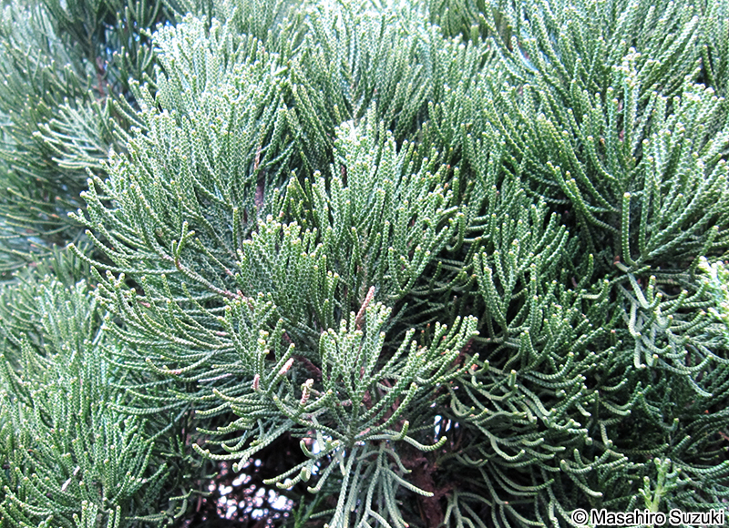 カイヅカイブキ Juniperus chinensis 'Kaizuka'