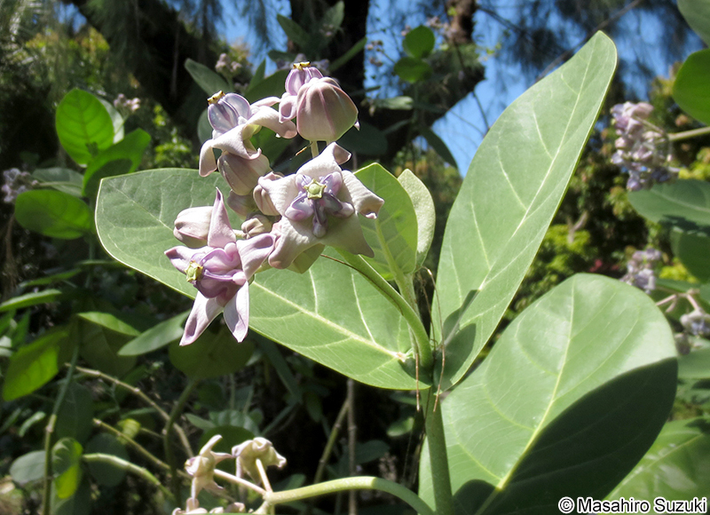 カイガンタバコ Calotropis gigantea