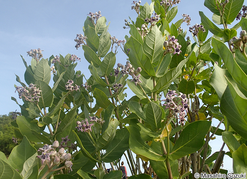 カイガンタバコ Calotropis gigantea